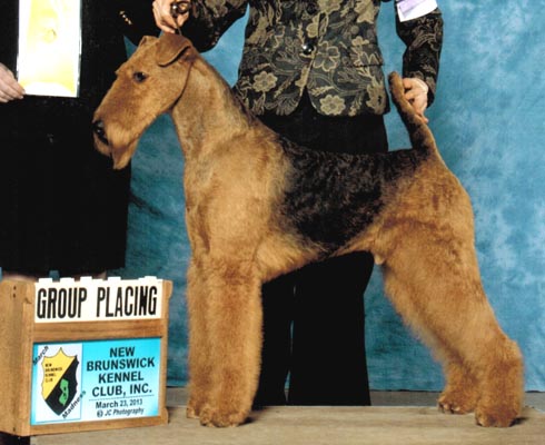 airedale kennel
