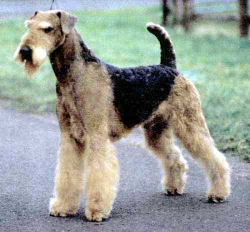 Joval Airedales - Eng CH Jokyl Just As Smart