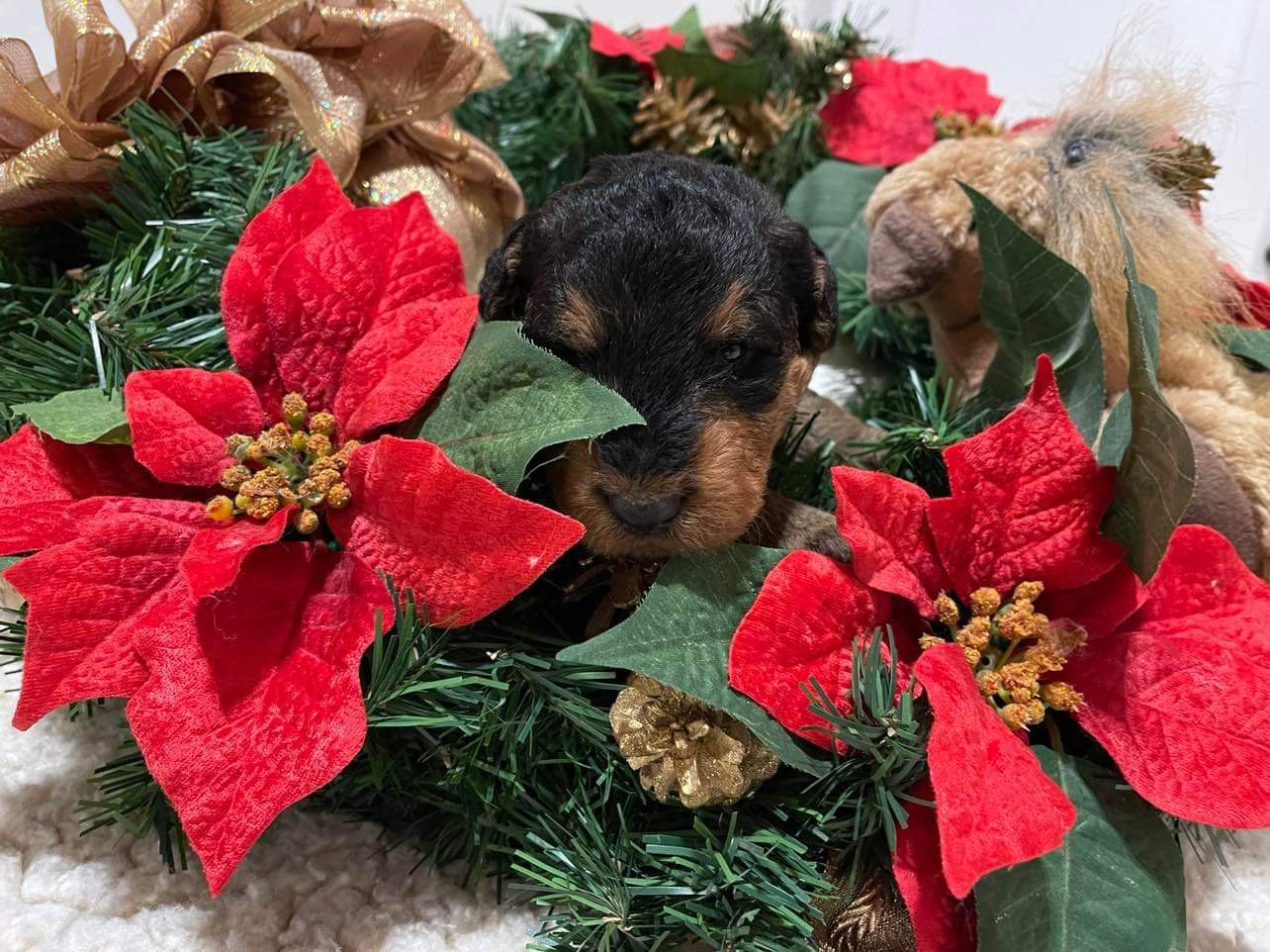 !! Merry Christmas from JOVAL !!