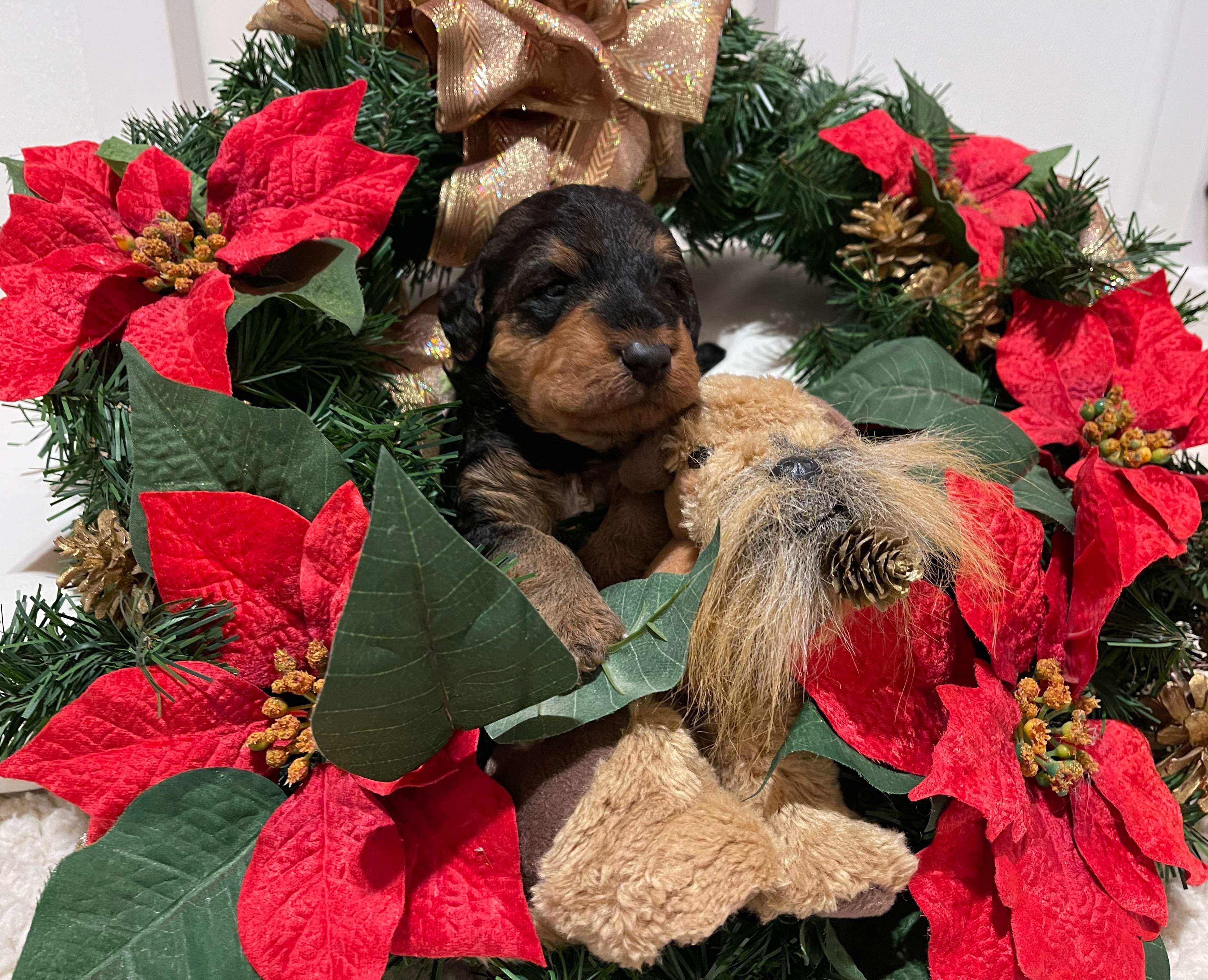 !! Merry Christmas from JOVAL !!