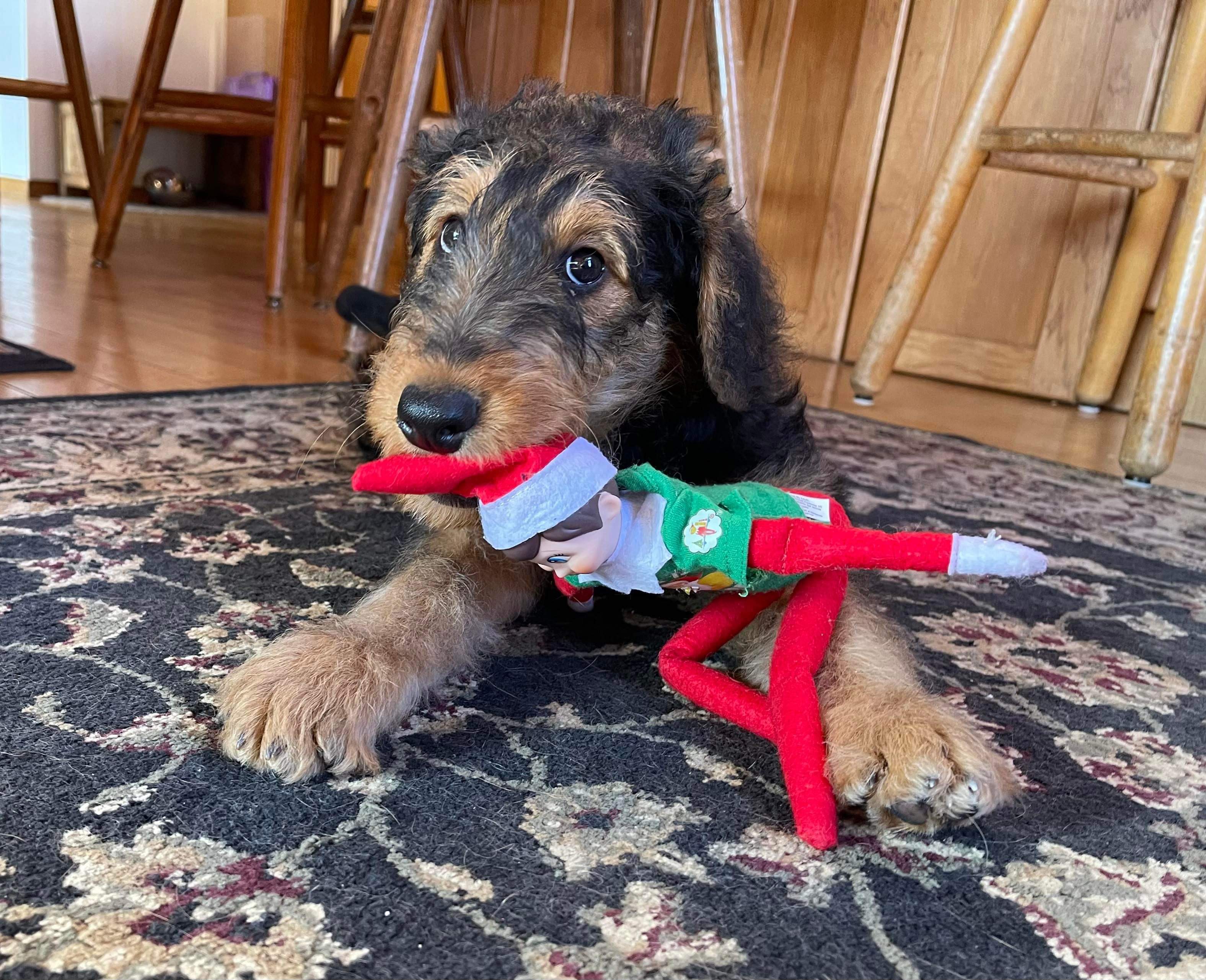 !! Merry Christmas from JOVAL !!