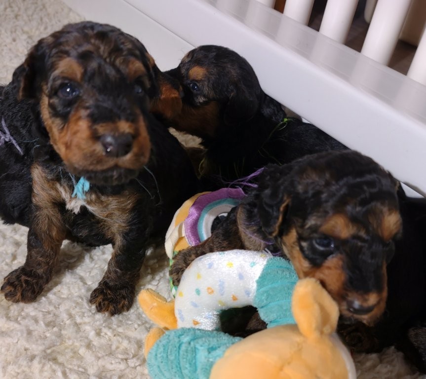 !! Merry Christmas from JOVAL !!