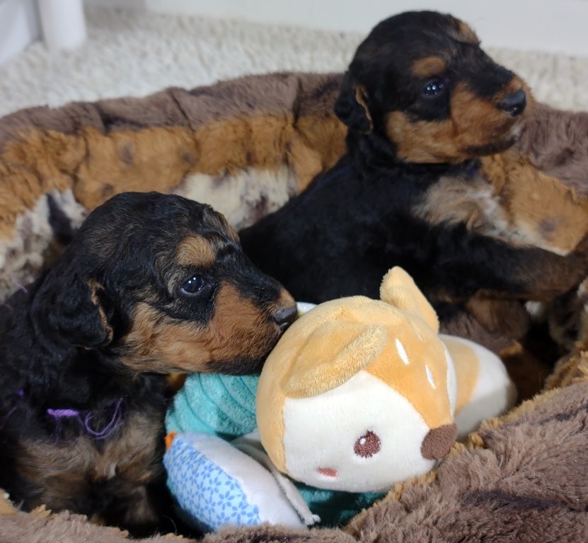 !! Merry Christmas from JOVAL !!