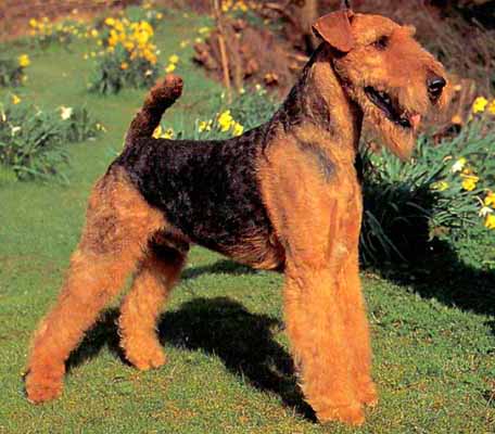 Eng CH Lokyl Lucky Strike