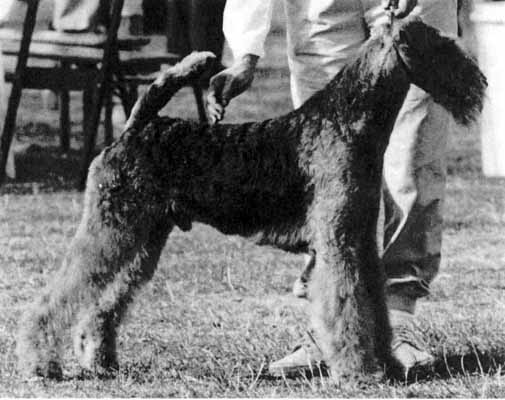 Eng CH Lokyl Lucky Strike