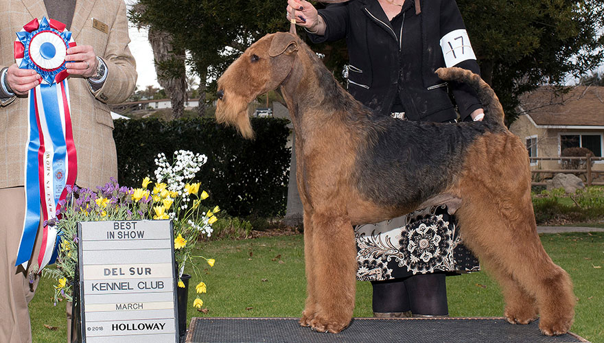 Henry - GCH Joval Galaxy Quest